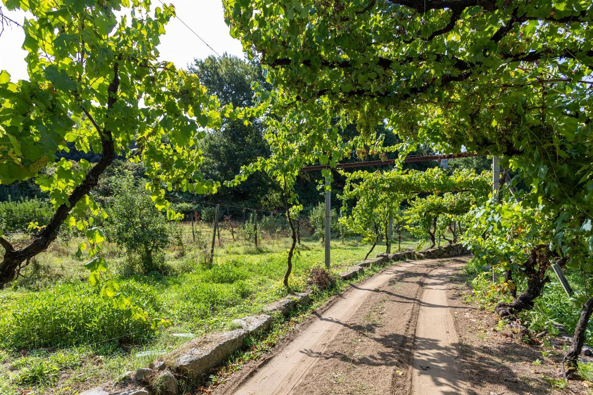 Quinta Da Comenda 사오페드로도술 외부 사진