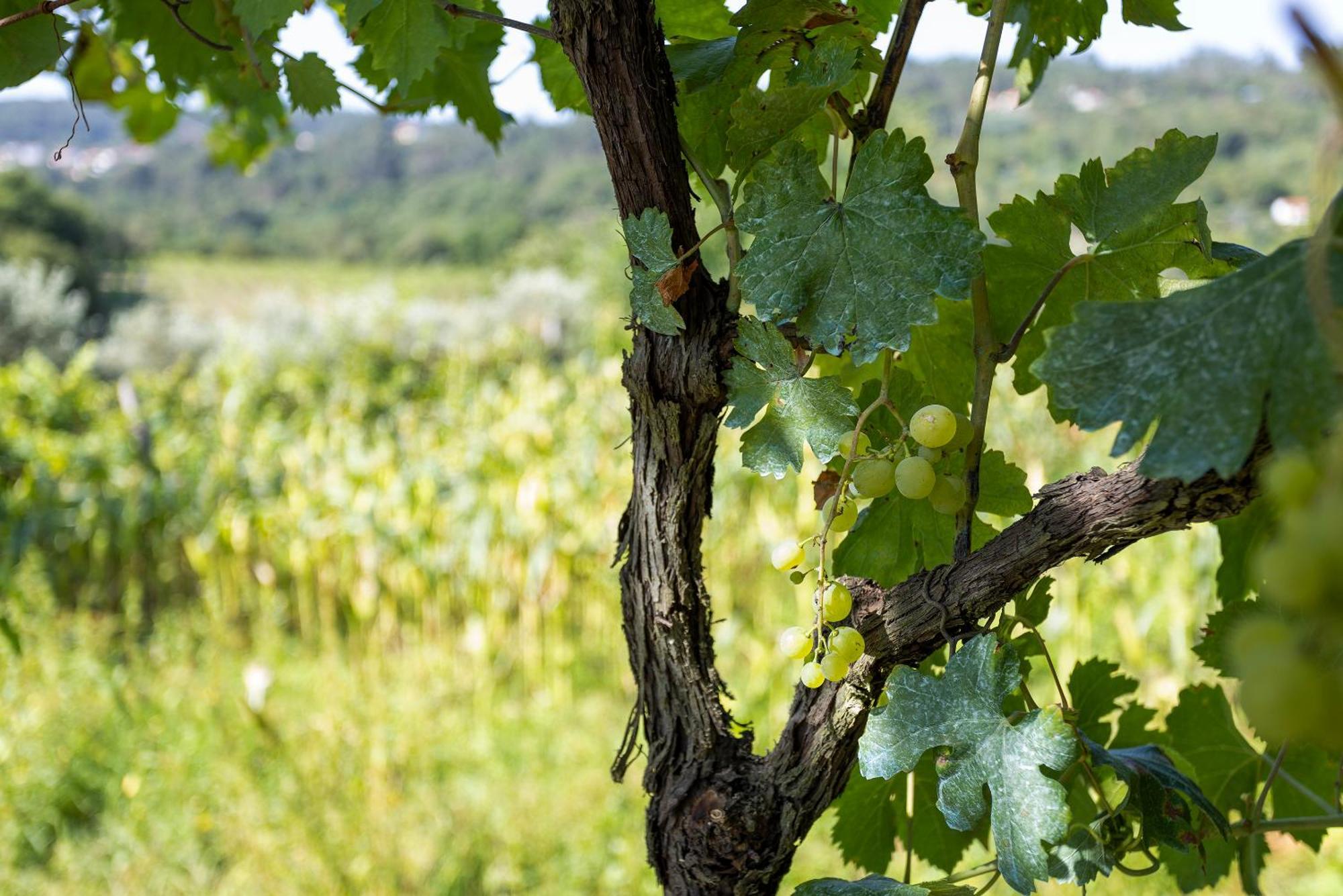 Quinta Da Comenda 사오페드로도술 외부 사진